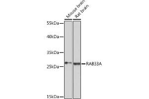 Western blot analysis of extracts of various cell lines, using RA Rabbit pAb (ABIN7269807) at 1:3000 dilution. (RAB33A anticorps  (AA 118-237))