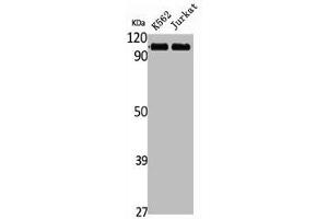 Western Blot analysis of K562 Jurkat cells using Striatin Polyclonal Antibody (Striatin anticorps  (C-Term))