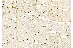 ABIN6266233 and ABIN6277387 at 1/100 staining Rat muscle tissue by IHC-P.