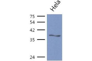 The cell lysates (40ug) were resolved by SDS-PAGE, transferred to PVDF membrane and probed with anti-human ASNA1 antibody (1:1000).