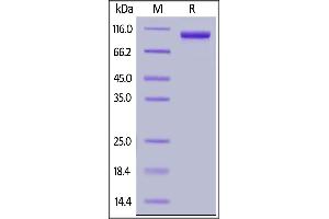 Human Siglec-10, Fc Tag on  under reducing (R) condition. (SIGLEC10 Protein (AA 17-546) (Fc Tag))
