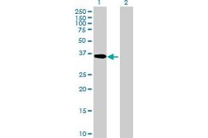 Western Blot analysis of ADH5 expression in transfected 293T cell line by ADH5 MaxPab polyclonal antibody. (ADH5 anticorps  (AA 1-374))