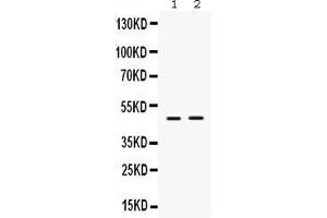 Anti-  ING1 Picoband antibody, Western blottingAll lanes: Anti ING1  at 0.