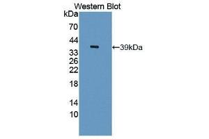 Western Blotting (WB) image for anti-phospholipid Scramblase 1 (PLSCR1) (AA 1-318) antibody (ABIN1869870)