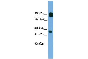 WB Suggested Anti-PCDHB15 Antibody Titration:  0.
