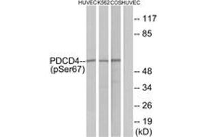 Western blot analysis of extracts from HuvEc cells, K562 cells and COS-7 cells, using PDCD4 (Phospho-Ser67) Antibody. (PDCD4 anticorps  (pSer67))