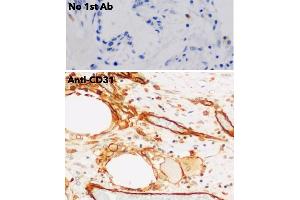 Immunohistochemistry (IHC) image for anti-Platelet/endothelial Cell Adhesion Molecule (PECAM1) (C-Term) antibody (ABIN6254202) (CD31 anticorps  (C-Term))