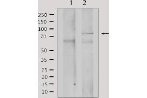 Western blot analysis of extracts from mouse brain, using GRK3 Antibody. (ADRBK2 anticorps  (Internal Region))