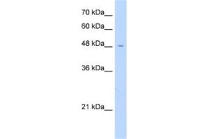 WB Suggested Anti-FAM113A Antibody Titration:  0. (FAM113A anticorps  (N-Term))