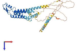 AlphaFold protein structure predicition of Human Recombinant GJC1 Protein, UniprotID P36383