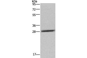 Western Blot analysis of LO2 cell using CEBPD Polyclonal Antibody at dilution of 1:300