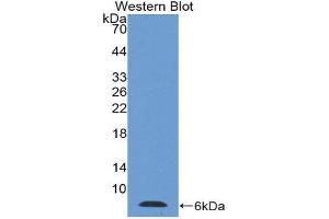 Western Blotting (WB) image for anti-Thymosin beta-4 (TMSB4X) (AA 1-44) antibody (ABIN1078568) (TMSB4X anticorps  (AA 1-44))