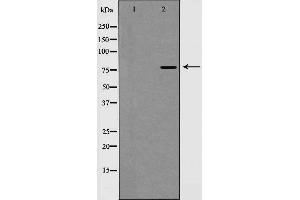Western blot analysis of EZH1 expression in A549 cells,The lane on the left is treated with the antigen-specific peptide. (EZH1 anticorps  (Internal Region))