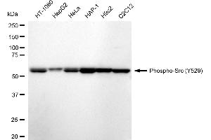 Western blotting analysis using Phospho-Src (Y529) antibody (ABIN7800051). (Recombinant Src anticorps  (pTyr529))