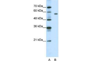 Western Blotting (WB) image for anti-Pre-B-Cell Leukemia Homeobox Protein 2 (PBX2) antibody (ABIN2461667) (PBX2 anticorps)