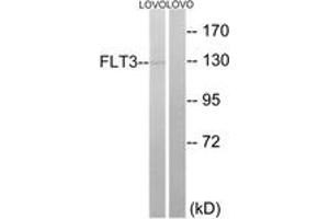 Western blot analysis of extracts from LOVO cells, using FLT3 (Ab-599) Antibody. (FLT3 anticorps  (AA 565-614))