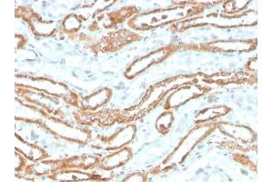 Formalin-fixed, paraffin-embedded human kidney stained with Aurora B Recombinant Mouse Monoclonal Antibody (rAURKB/1592). (Recombinant Aurora Kinase B anticorps  (AA 89-251))