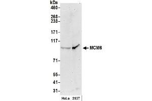 Western Blotting (WB) image for anti-Minichromosome Maintenance Complex Component 6 (MCM6) (C-Term) antibody (ABIN7449392) (MCM6 anticorps  (C-Term))