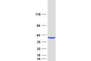 Validation with Western Blot