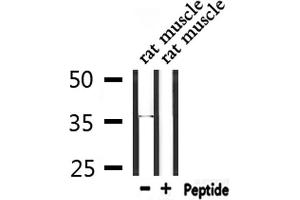 Western blot analysis of extracts from rat muscle, using RNF41 Antibody. (RNF41 anticorps  (Internal Region))