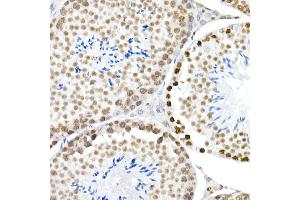 Immunohistochemistry of paraffin-embedded mouse testis using Phospho-Histone H3. (Histone H3.3 anticorps  (pSer31))