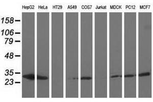 Image no. 2 for anti-Adenylate Kinase 3 (AK3) antibody (ABIN1496523) (Adenylate Kinase 3 anticorps)