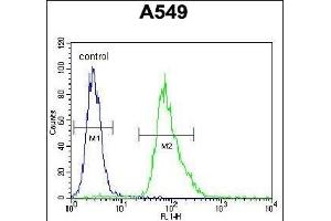 anti-Myosin Binding Protein H-Like (MYBPHL) (AA 80-108), (N-Term) antibody