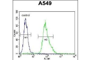 MYBPHL Antibody (N-term) (ABIN655765 and ABIN2845206) flow cytometric analysis of A549 cells (right histogram) compared to a negative control cell (left histogram).