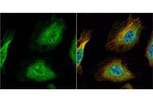 ICC/IF Image HNF1 alpha antibody [N1N3] detects HNF1 alpha protein at cytoplasm and nucleus by immunofluorescent analysis.