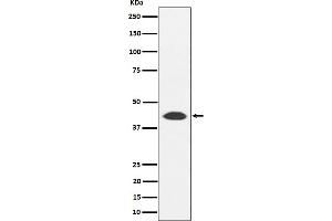 Western blot analysis of NUDT19 expression in 293T cell lysate.