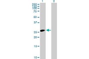 Western Blot analysis of TRIM40 expression in transfected 293T cell line by TRIM40 MaxPab polyclonal antibody. (TRIM40 anticorps  (AA 1-258))