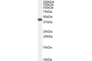 Image no. 1 for anti-Galanin Receptor 2 (GALR2) (Internal Region) antibody (ABIN374859) (GALR2 anticorps  (Internal Region))