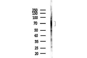 Western blot analysis of lysates from  cells(heat-shock,45 min treatment), using Phospho- (Thr73/Thr55) Antibody at 1/1000 dilution.