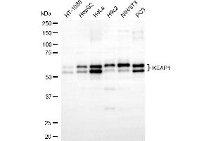 anti-Kelch-Like ECH-Associated Protein 1 (KEAP1) antibody