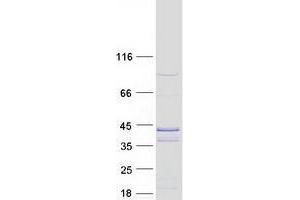 Validation with Western Blot