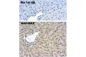 Immunohistochemistry (IHC) image for anti-BCL2-Associated X Protein (BAX) (N-Term) antibody (ABIN6254209) (BAX anticorps  (N-Term))
