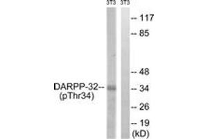 Western blot analysis of extracts from NIH-3T3 cells treated with PMA 125ng/ml 30', using DARPP-32 (Phospho-Thr34) Antibody. (DARPP32 anticorps  (pThr34))