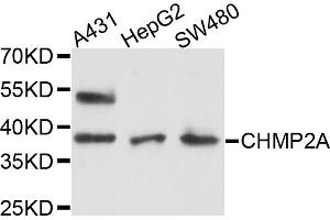 Western blot analysis of extracts of various cell lines, using CHMP2A antibody (ABIN4903275) at 1:1000 dilution. (CHMP2A anticorps)
