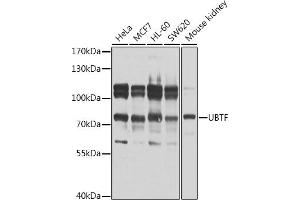 Western blot analysis of extracts of various cell lines, using UBTF antibody  at 1:1000 dilution.