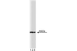 Western blot analysis of MEK1 on a A431 lysate (ABIN968533).