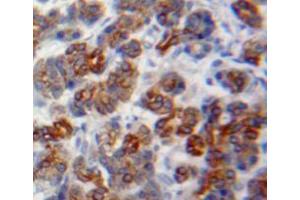 Used in DAB staining on fromalin fixed paraffin-embedded pancreas tissue (GP2 anticorps  (AA 300-505))