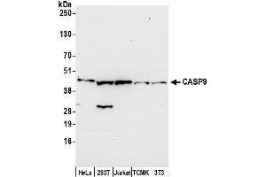 Western Blotting (WB) image for anti-Caspase 9, Apoptosis-Related Cysteine Peptidase (CASP9) (AA 50-100) antibody (ABIN7452927)