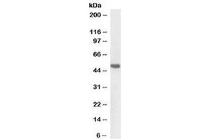 Western blot testing of pig kidney lysate with BMP7 antibody at 1ug/ml. (BMP7 anticorps  (AA 120-131))