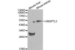 Western blot analysis of extracts of various cell lines, using ANGPTL3 antibody.