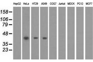 Western blot analysis of extracts (35 µg) from 9 different cell lines by using anti-PAICS monoclonal antibody. (PAICS anticorps)