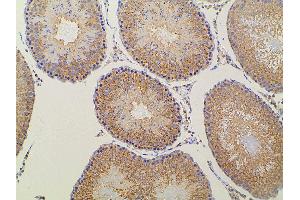 ABIN6277691 at 1/100 staining rat testicular tissue sections by IHC-P. (Ephrin B2 anticorps  (C-Term))