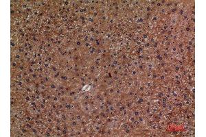 Immunohistochemistry (IHC) analysis of paraffin-embedded Mouse Liver, antibody was diluted at 1:100.