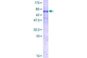 Image no. 1 for Transmembrane Protease, serine 5 (TMPRSS5) (AA 1-457) protein (GST tag) (ABIN1323094)