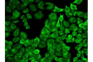 Immunofluorescence analysis of U2OS cells using HSP90AA1 antibody. (HSP90AA1 anticorps)