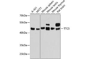 Western blot analysis of extracts of various cell lines, using TTC5 antibody (ABIN6128852, ABIN6149672, ABIN6149673 and ABIN6217156) at 1:3000 dilution. (TTC5 anticorps  (AA 1-300))